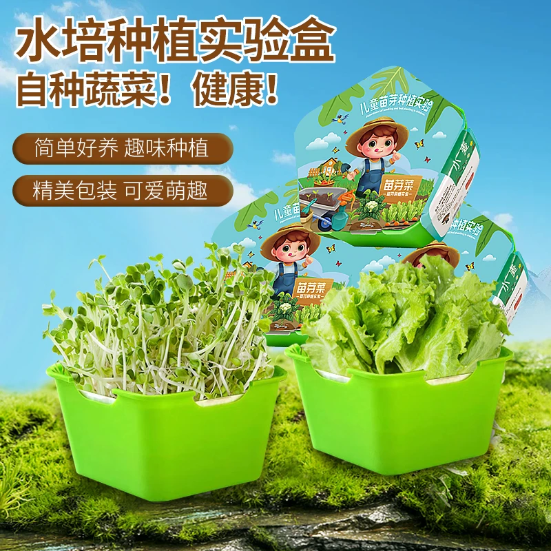 【水培种植试验盒】芽苗种植试验幼儿园小学植物生长趣味观察栽培