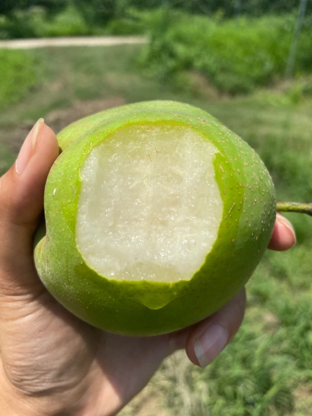 湖北本地脆冠梨翠甜丑梨砂梨青皮梨5斤10斤包邮