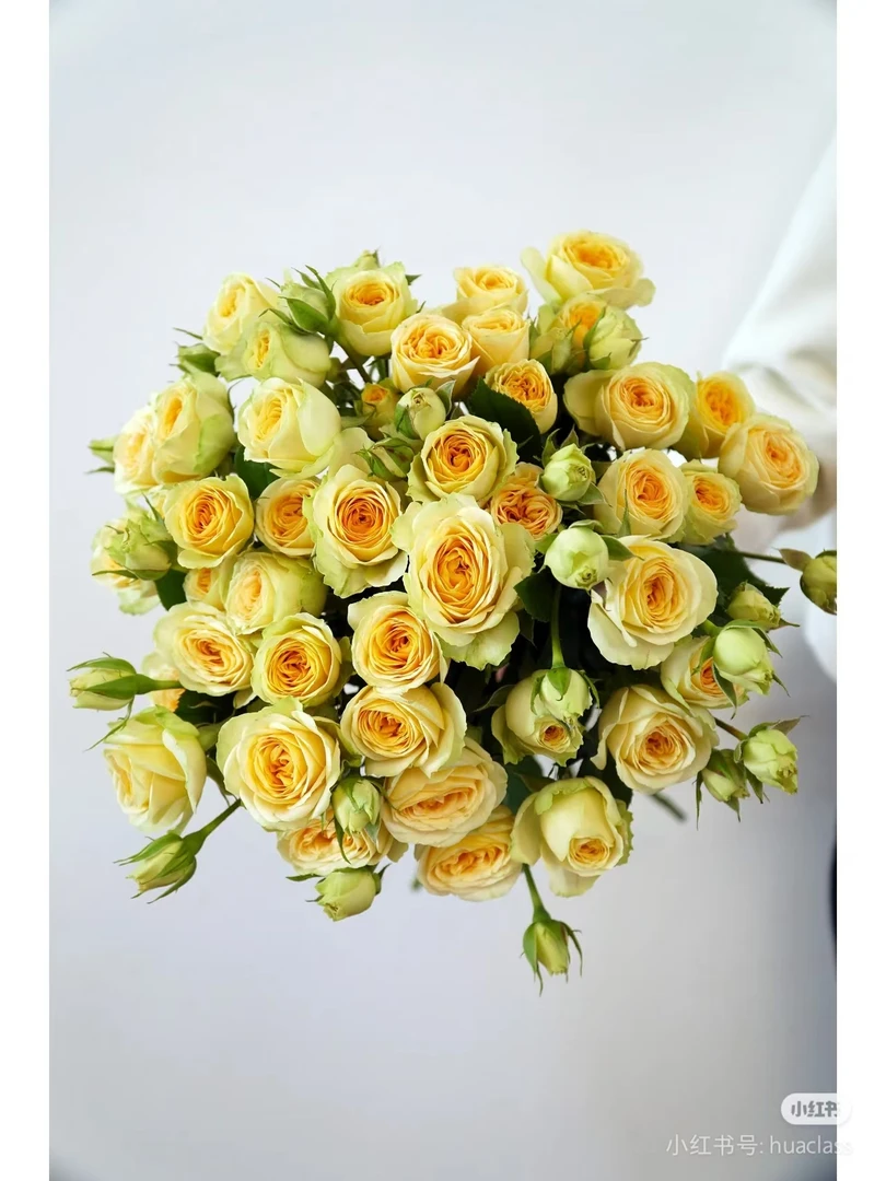 牛油果多头玫瑰    一单顺丰冷链包邮   云南鲜花基地直发