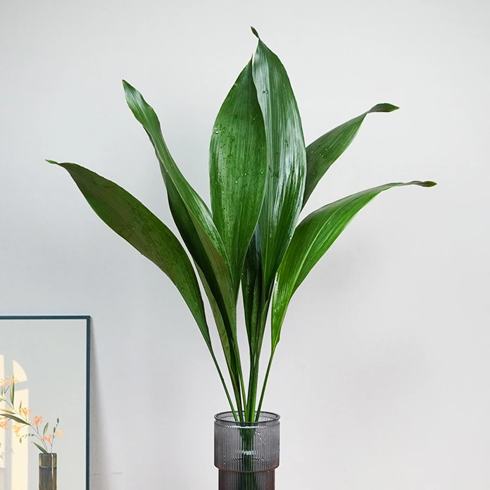 水培一叶兰绿植室内盆栽四季常青客厅懒人水养植物好养活净化空气