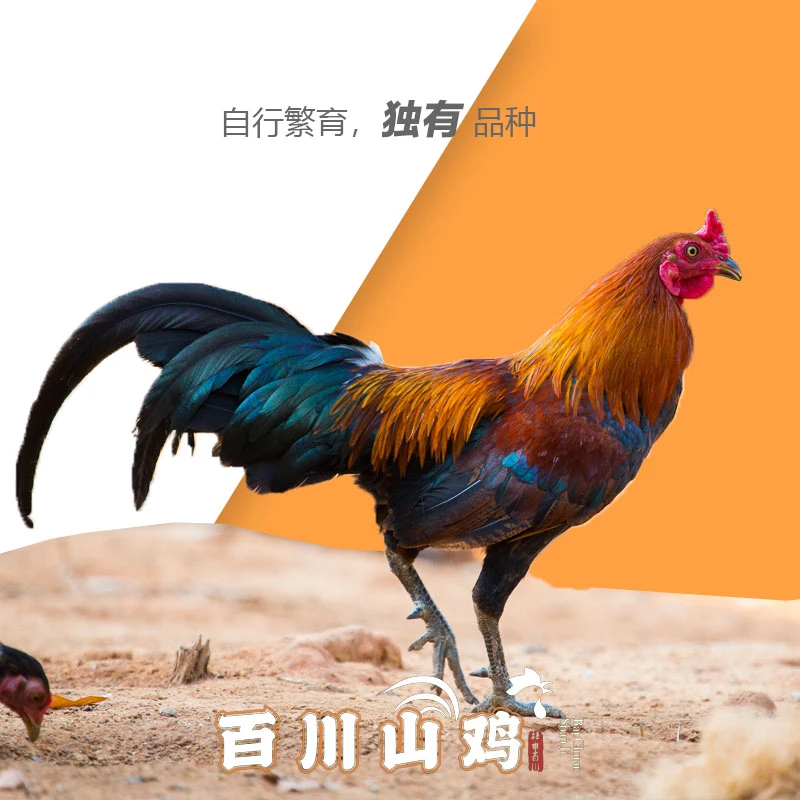 2公1母【7只1.3-1.5/百川山鸡】品种源头，生鲜美味，顺丰包邮