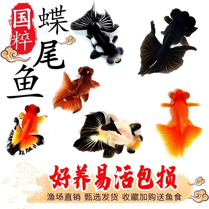金鱼观赏鱼冷水淡水鱼鱼苗碟尾好养耐活