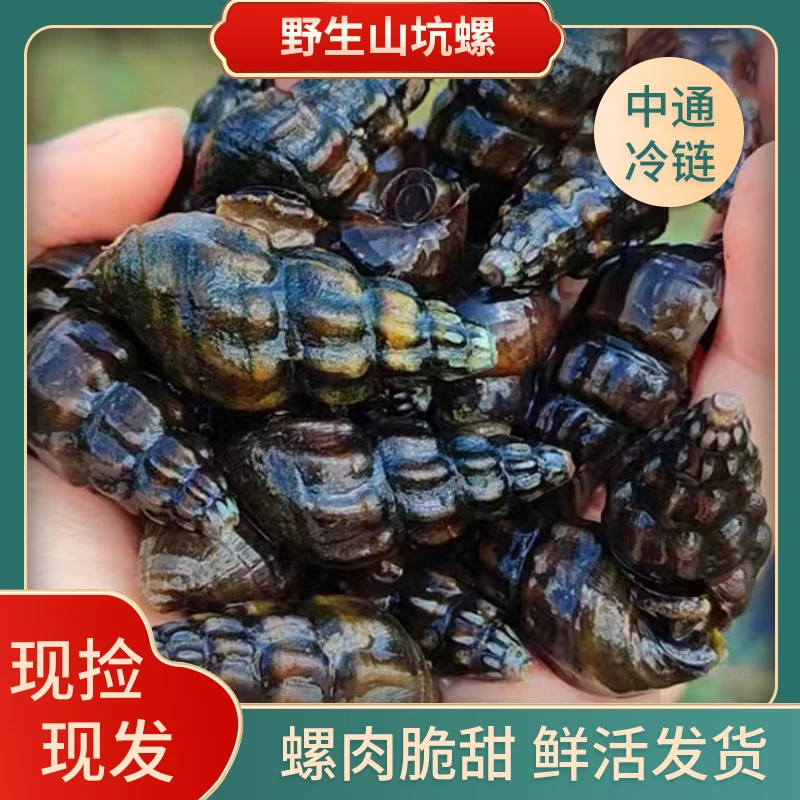 广西正宗山坑螺扭纹螺 清水螺2斤包邮野生鲜活干净现捡发货精选