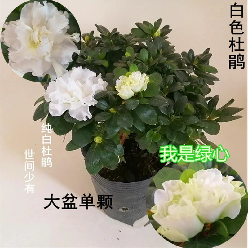 纯白色杜鹃花稀少品种雪白比利时杜鹃四季开花精品室内室外庭院花