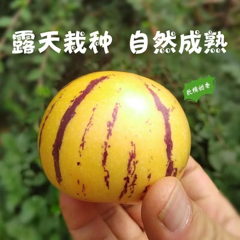 云南石林人参果新鲜应季水果清甜自然成熟皮薄多汁5斤产地直发