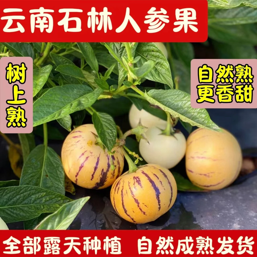 【石林人参果】树上自然成熟圆果黄肉清甜多汁新鲜采摘3斤发货