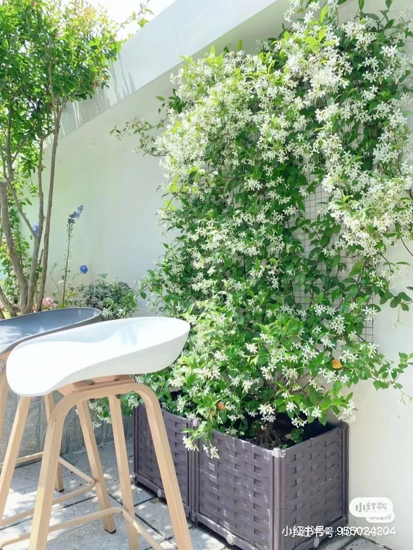 白色浓香爬藤风车茉莉 耐热耐寒