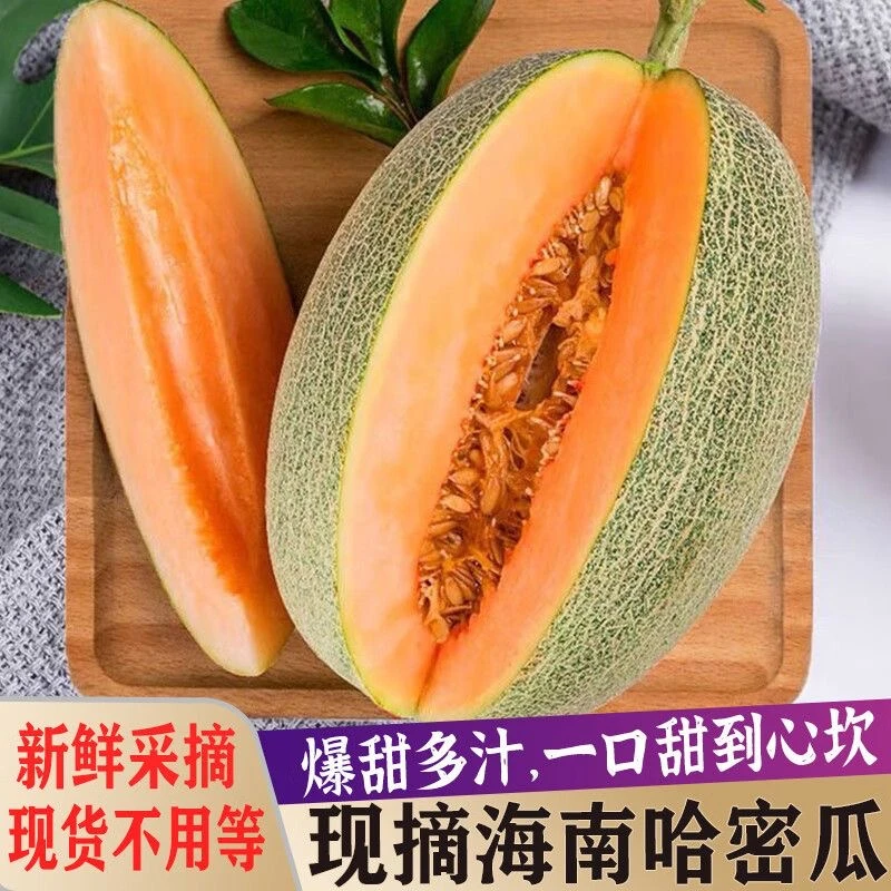 海南沙地哈密瓜新鲜现摘皮薄肉厚爆甜清脆爽口应季水果破损包赔