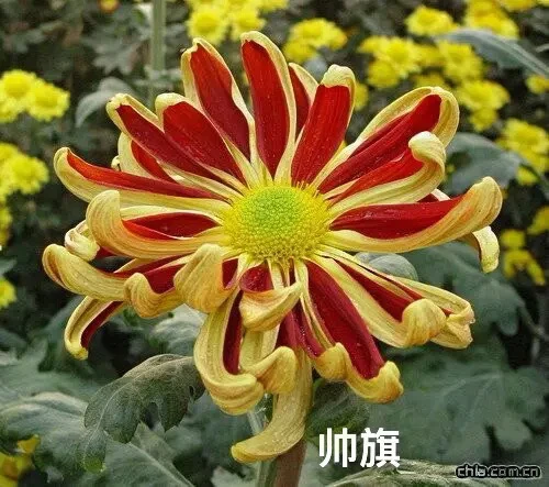 中国传统【十大名菊系列】盆栽九月菊大菊花阳台庭院绿植花卉好养