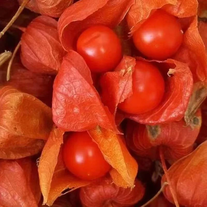 红菇娘 红姑娘果红灯笼果苦菇娘果姑娘果红酸浆果1斤3斤