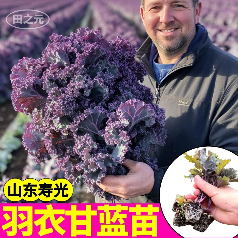 山东寿光紫羽衣甘蓝苗秧四季高产摘不败蔬菜种苗盆栽小院观赏食用