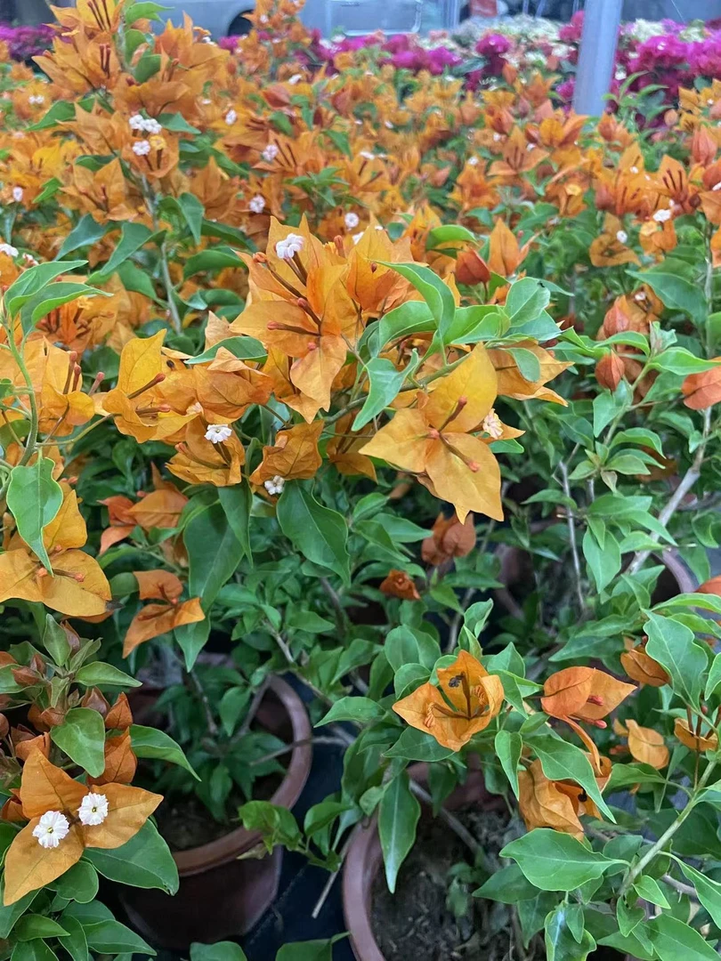 （橙桑巴）养护阳台三角梅花卉盆栽绿植四季勤花基地直发