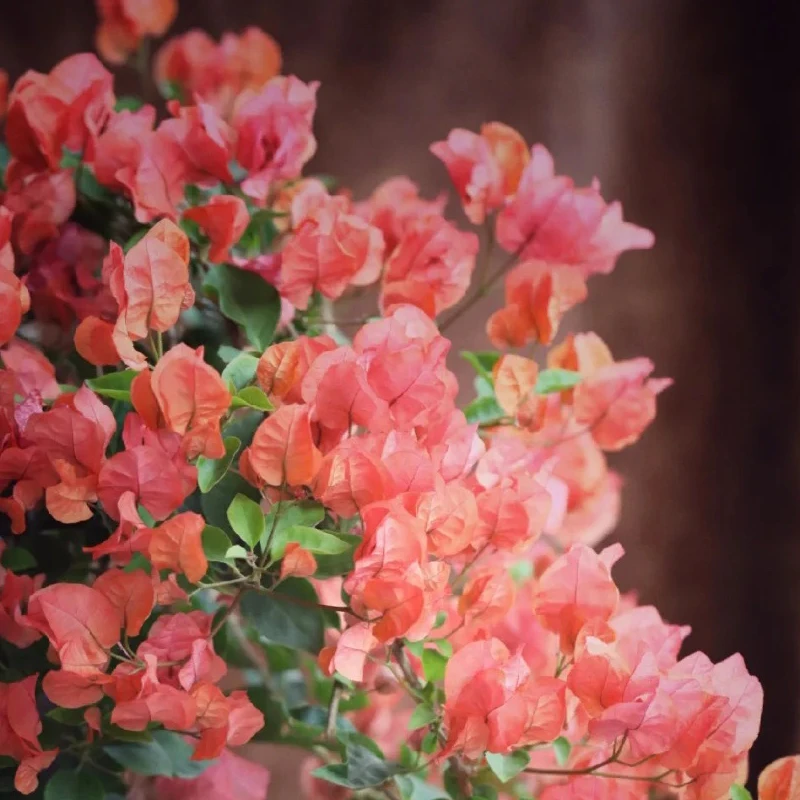 【阿努那】勤花三角梅爬藤植物阳光四季开花盆栽