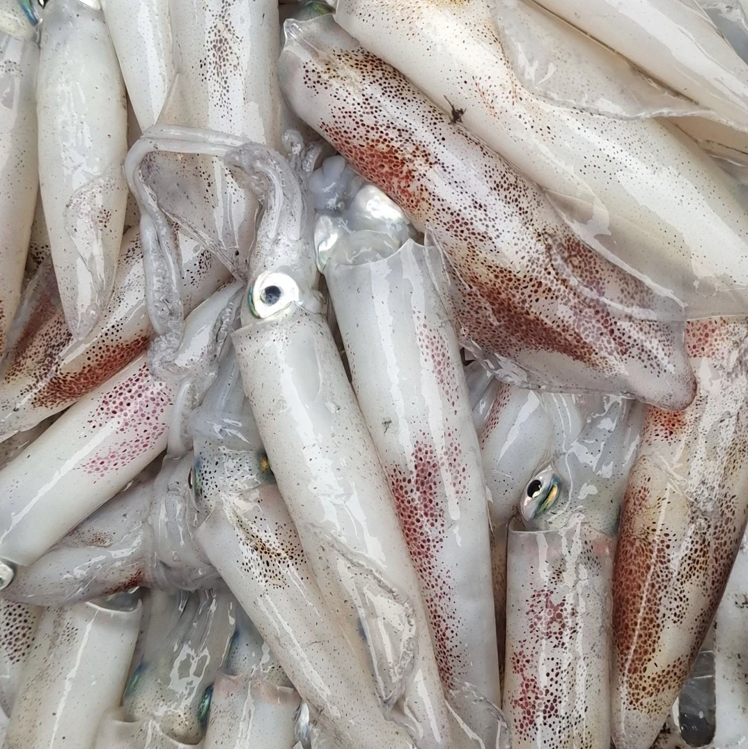 北部湾鱿鱼新鲜海捕鲜活速冻天然海兔笔管长管水产