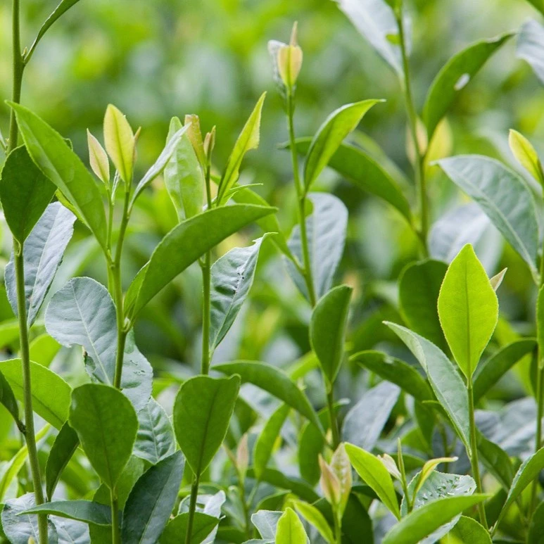 一品岩茶改价链接19