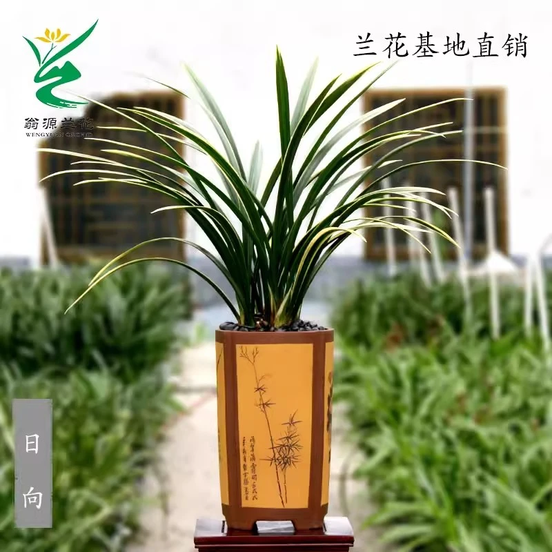 高档金边线艺墨兰铭品黄金日向浓香好养室内阳台花卉绿植