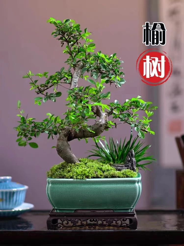 小叶榆树童子功盆景原生榔榆一物一拍老桩榆木疙瘩熟桩矮霸坨坨桩