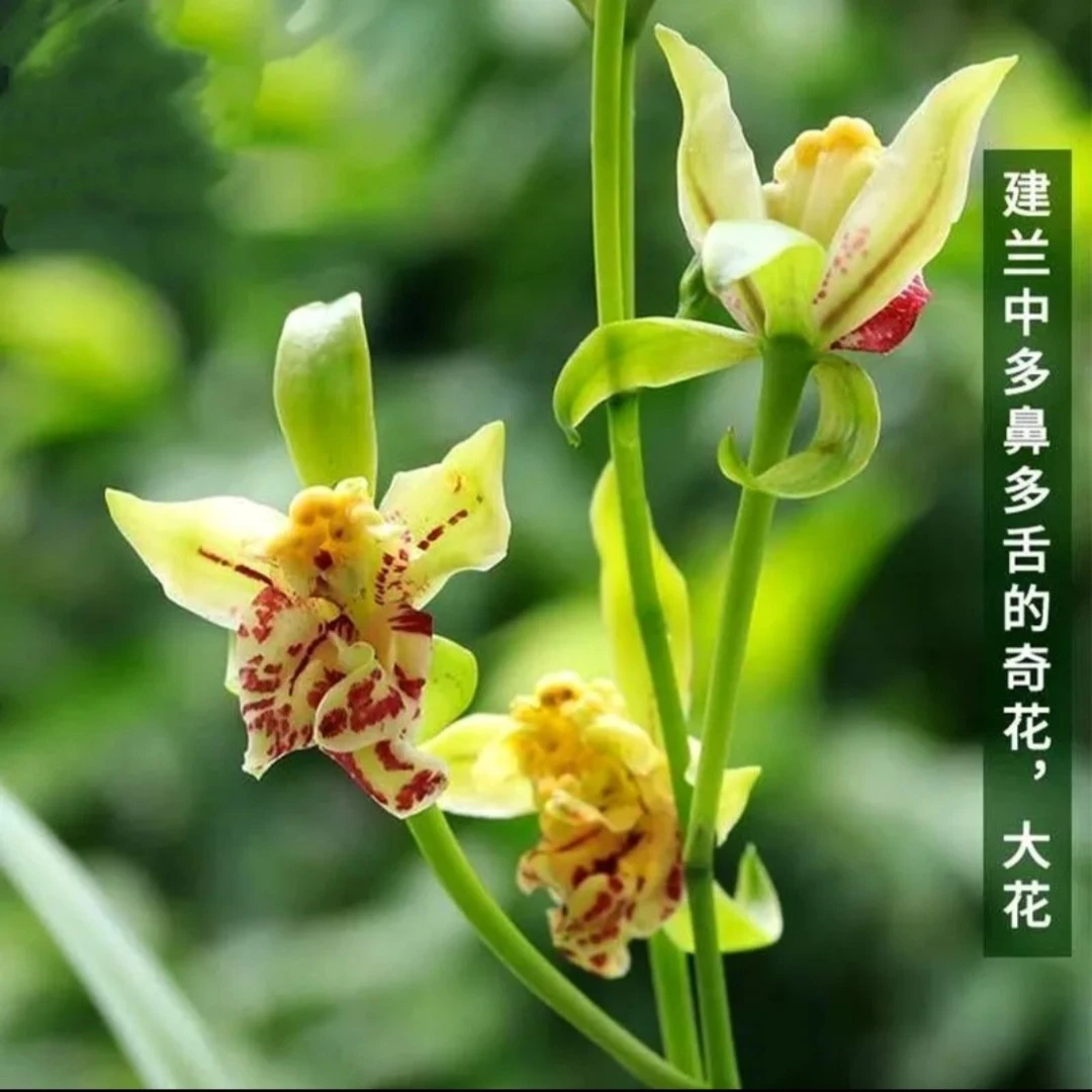 建兰铭品浓香型奇花  梨山狮王  兰花新手阳台栽培养护盆栽夏季