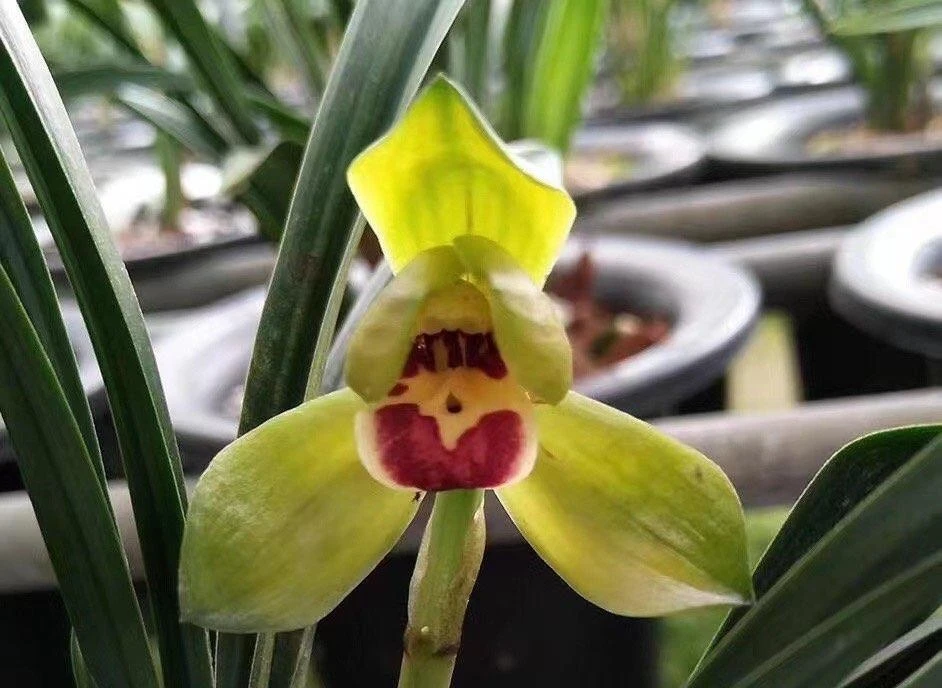 春兰铭品荷瓣心相印绿植花卉兰花新手盆栽浓香彩云追月植物