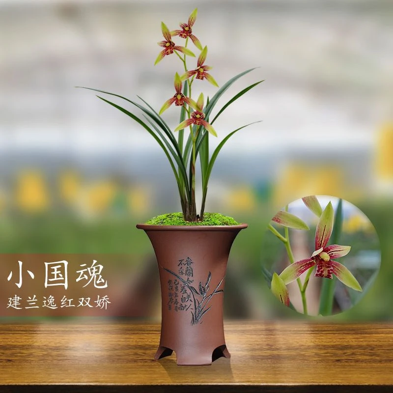 建兰浓香经典铭品逸红双娇又名小国魂复色花夏秋季带花发货包邮