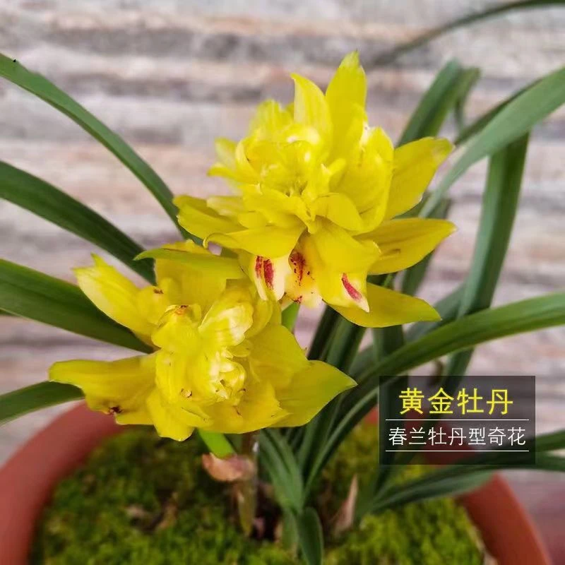 老种兰花苗盆栽春兰 黄金牡丹 浓香绿植花卉盆栽园艺植物自然养植