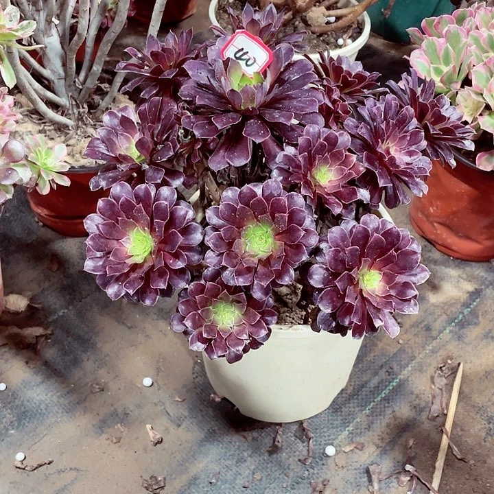 黑色法师多肉40号