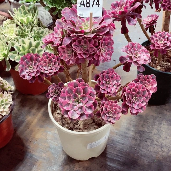 美度莎多肉法师874