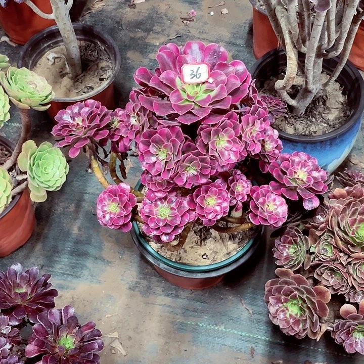 美多莎多肉法师36号