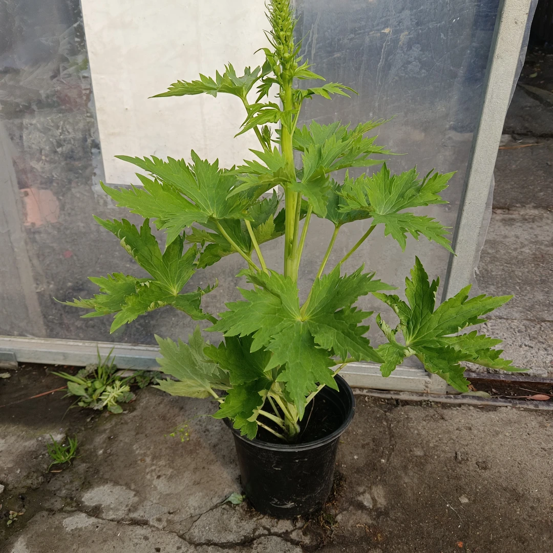 毛地黄大花飞燕草多年生植物阳台庭院地栽耐热耐寒