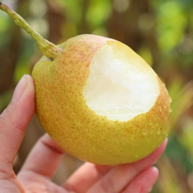 自然搭档 新疆库尔勒香梨3/5斤新鲜当季水果农产品 tz