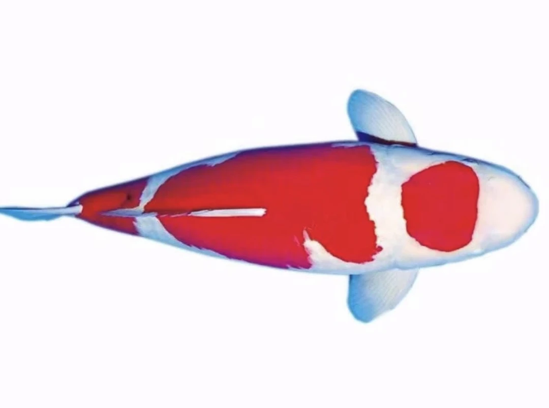 五色锦鲤鱼～超萌好物