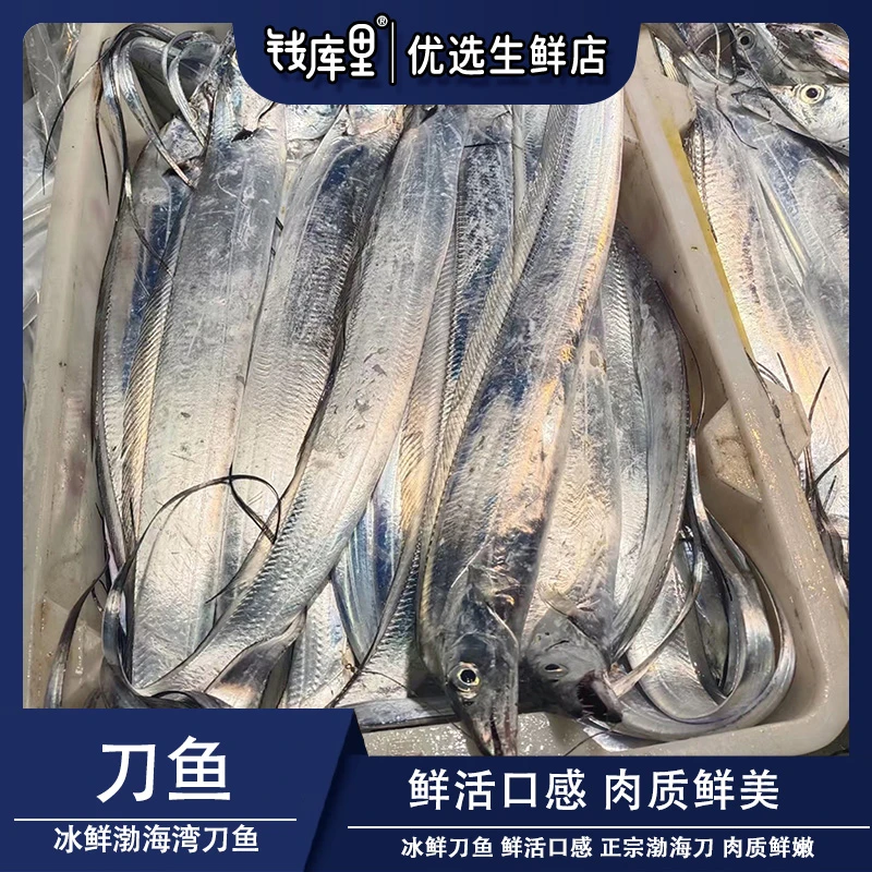 钱库里冰鲜渤海湾刀鱼 鱼身有划痕或破肚介意慎拍(只发大连市)