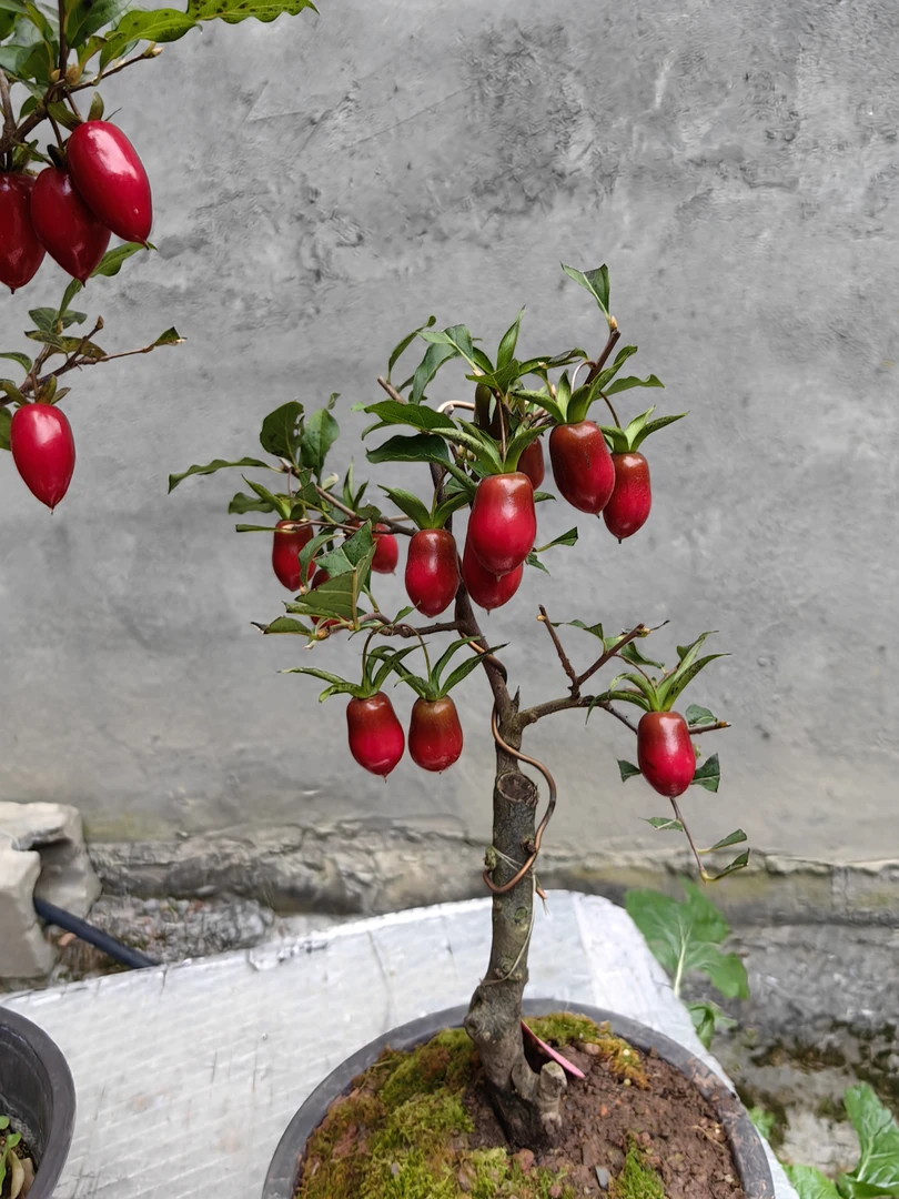 寿星嫁接小苗，