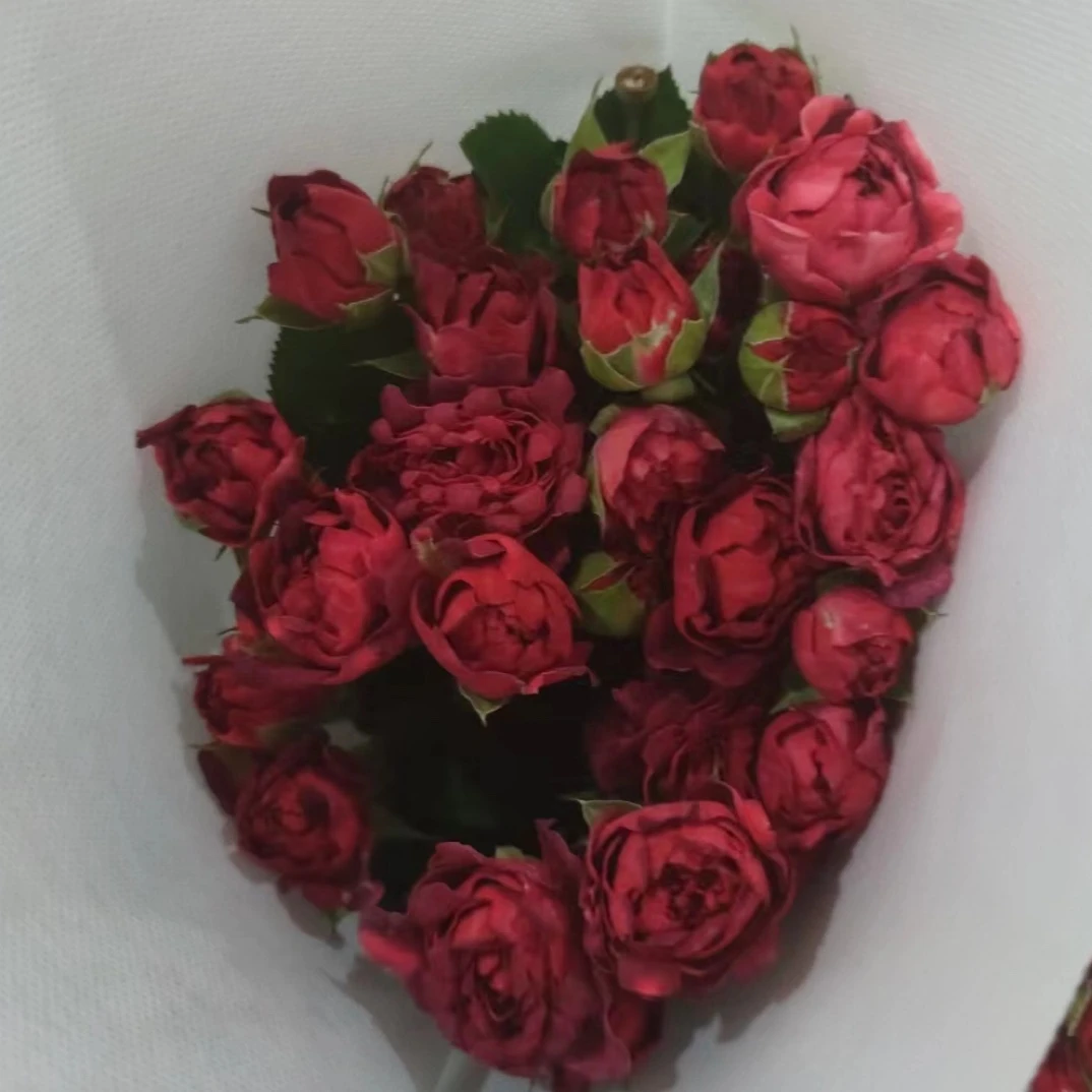 红茶海葵（先加入购物车，任意品种拼8单一个邮费）