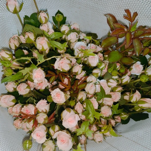 星悦宝贝玫瑰（先加入购物车，任意品种拼8单一个邮费）