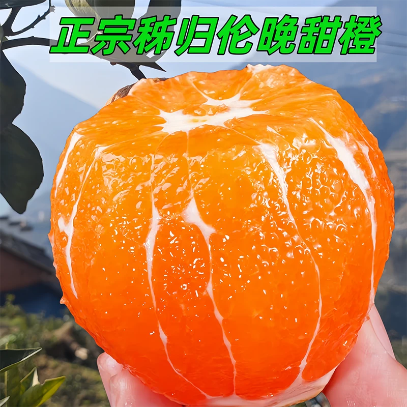 超甜秭归伦晚纽荷尔脐橙新鲜水果橙子现摘皮薄爆汁整箱手剥甜橙