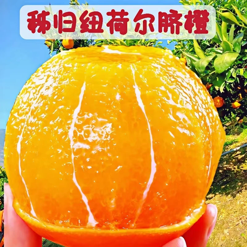 湖北秭归纽荷尔脐橙新鲜水果橙子现摘皮薄爆汁整箱手剥甜橙9斤