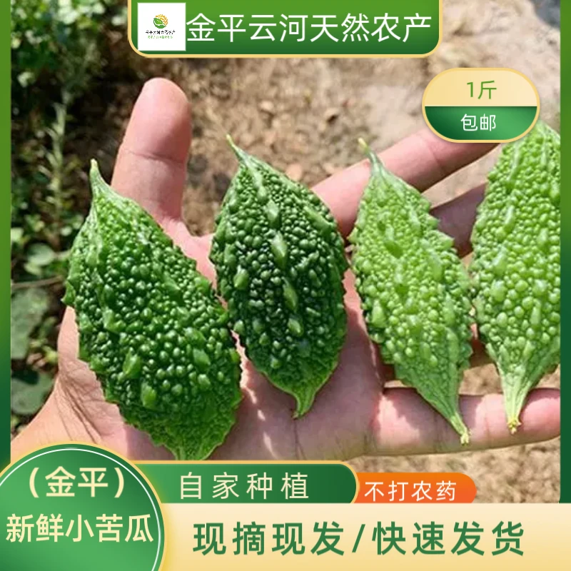 云南新鲜果蔬金平本地农产品新鲜食用小苦瓜炖汤小炒多种食用方法