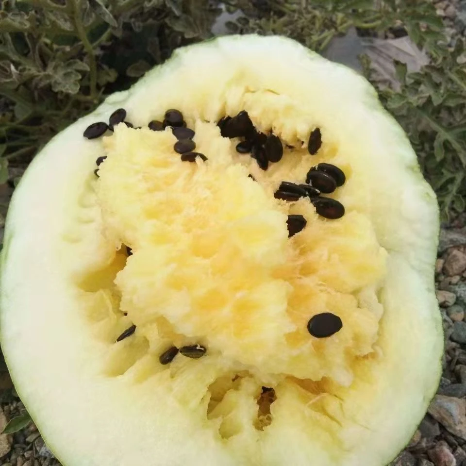 甘肃皋兰旱沙地应季大变小黄壤籽瓜新鲜传粉孕妇低糖籽瓜包邮