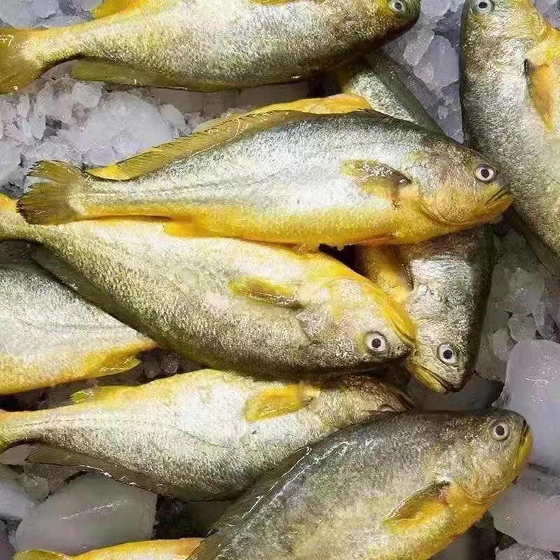 海南特产开背特大号黄花鱼免杀深海新鲜捕捞活冻顺丰包邮海鲜水产