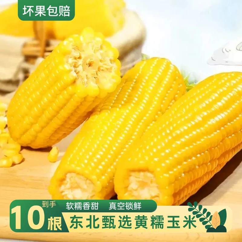 【东方玉米推荐】黄糯玉米10根*200g甄选 糯玉米代餐 早餐鲜香软糯