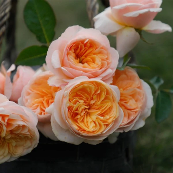 【朱丽叶】切花月季