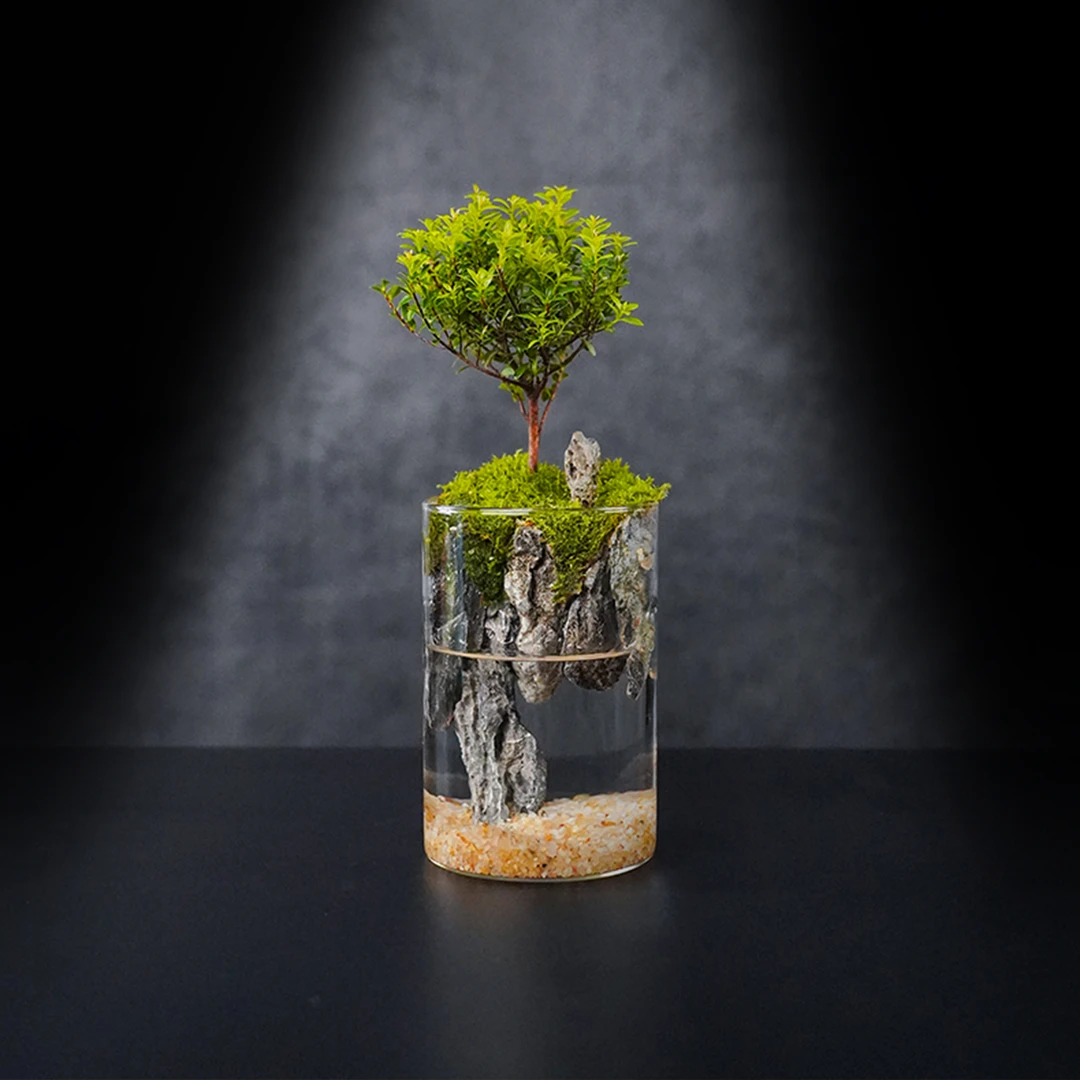 【绿植专属】悬山—小叶赤楠中式绿植盆栽成品