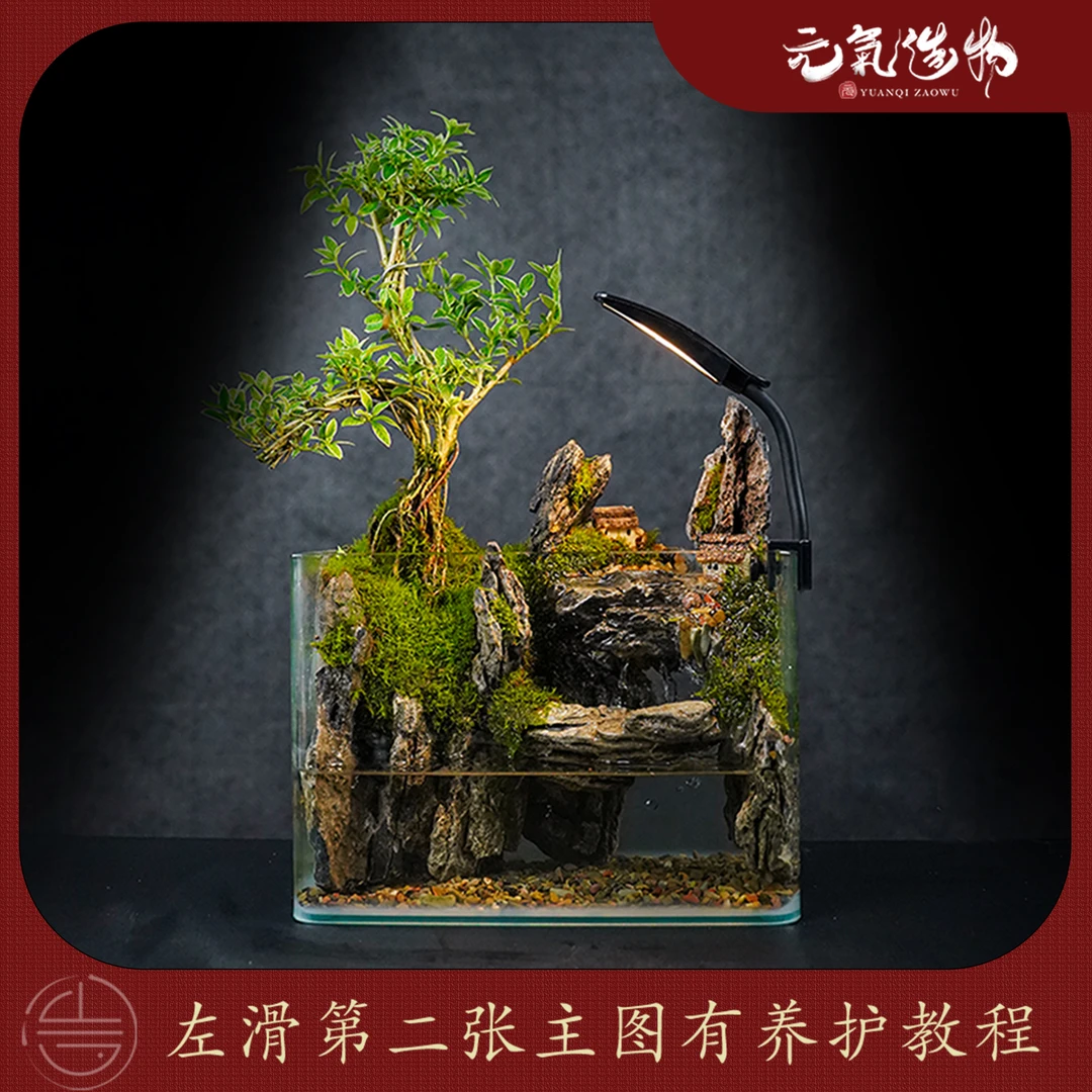 【爆款】虔来山居—带灯金边六月雪绿植造景真植物【尺寸：25*16*18】