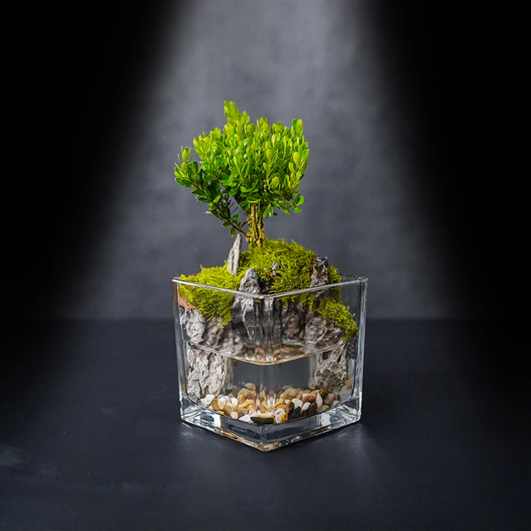 （国风山水）洞天福地—雀舌黄杨纯手工真绿植物真石头成品造景