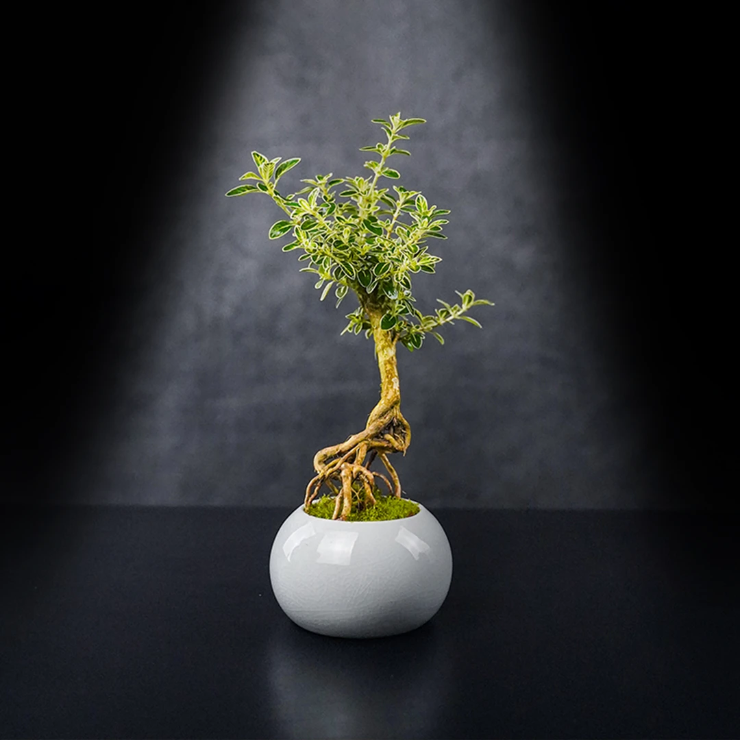 【绿植专属】神野—金边六月雪中式国风真植物造景微景观