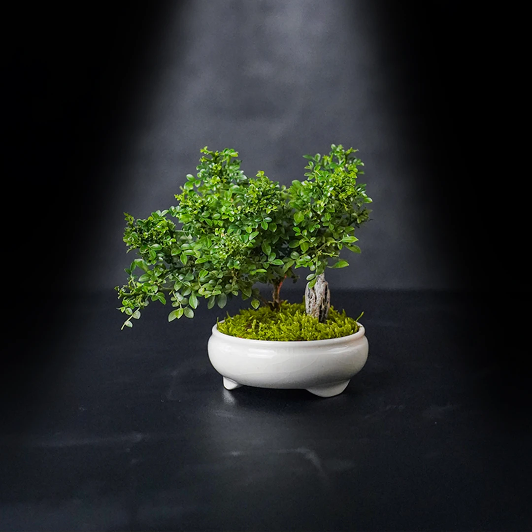 【精品】小树—达摩九里香中式风成品真植物真绿植造景