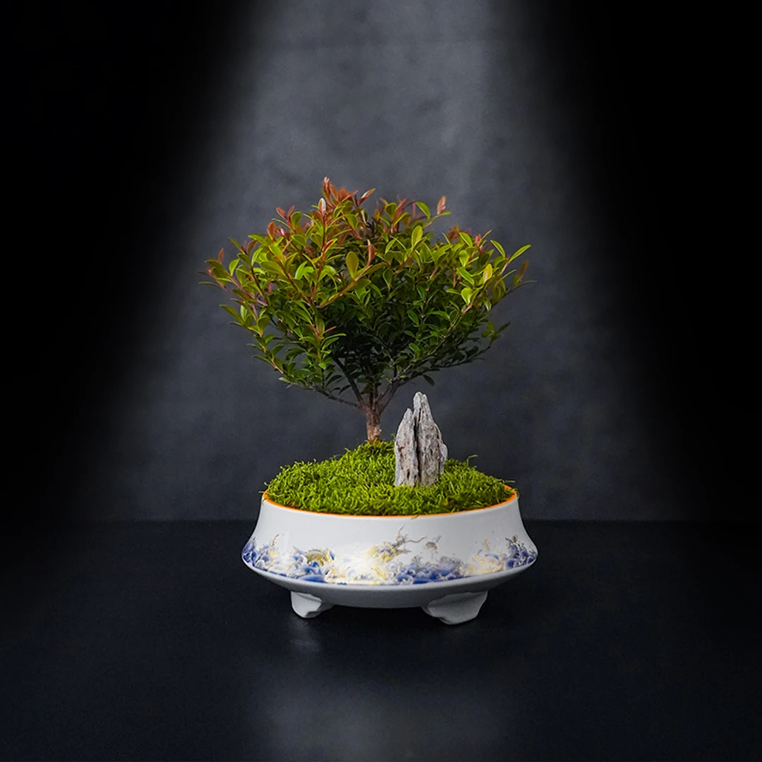 （国风山水）涧川—小叶赤楠中式风成品真植物真绿植造景