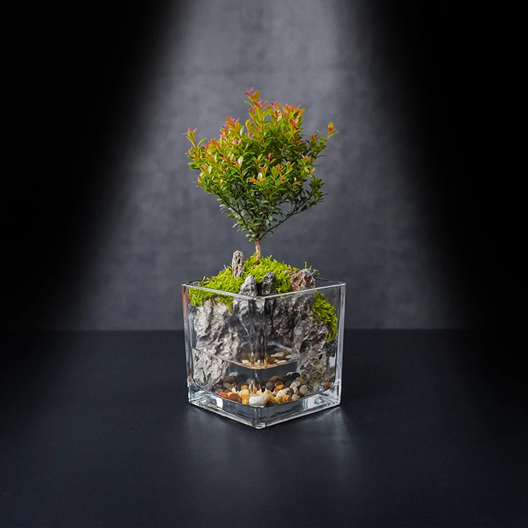 （国风山水）洞天—小叶赤楠中式风成品真植物景观