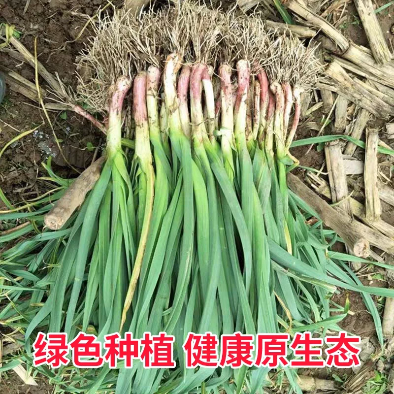 湖南农家露天大蒜苗